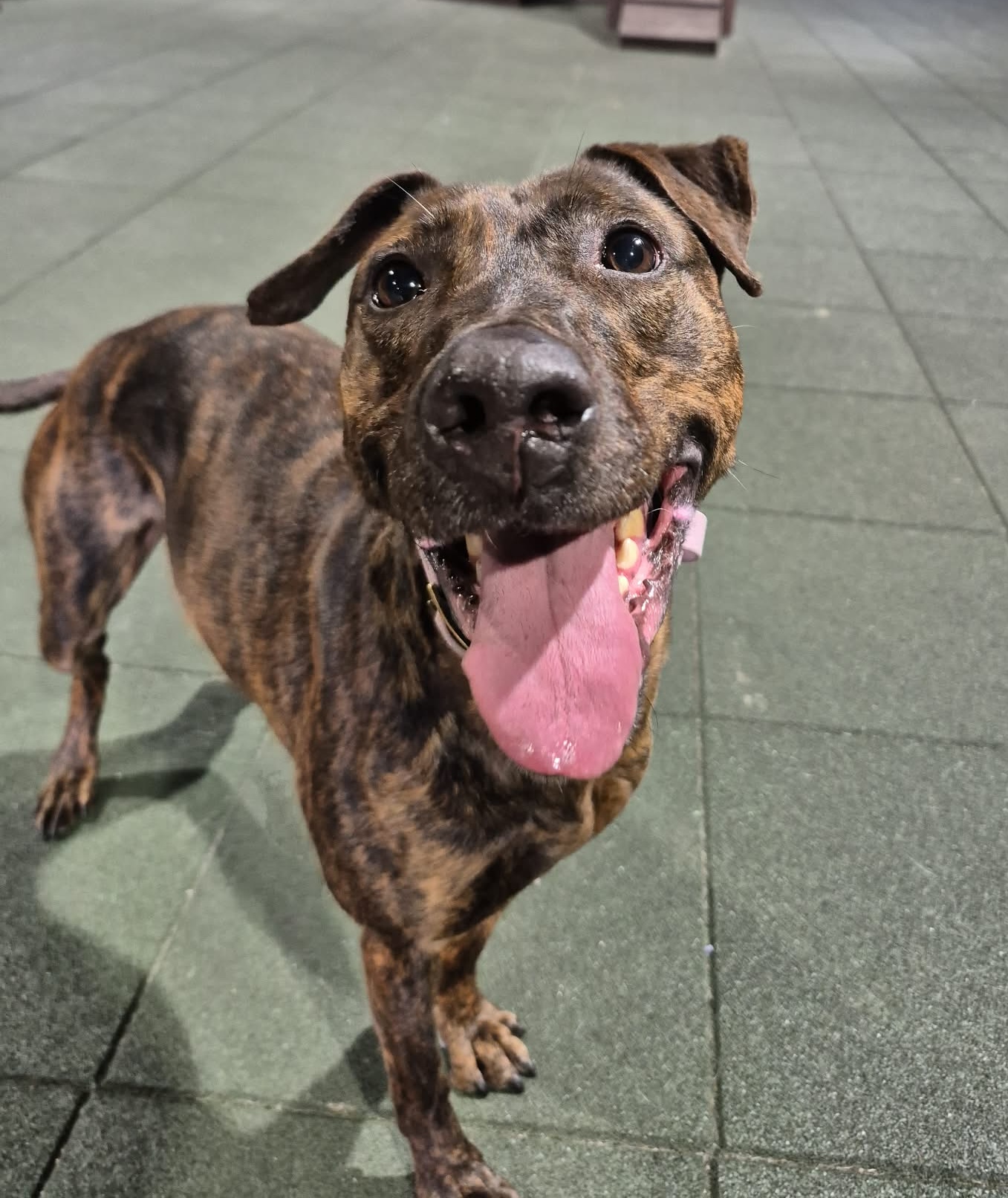 Cherry, a 2 years old female Lurcher available for adoption from Maxis Mates in North Yorkshire