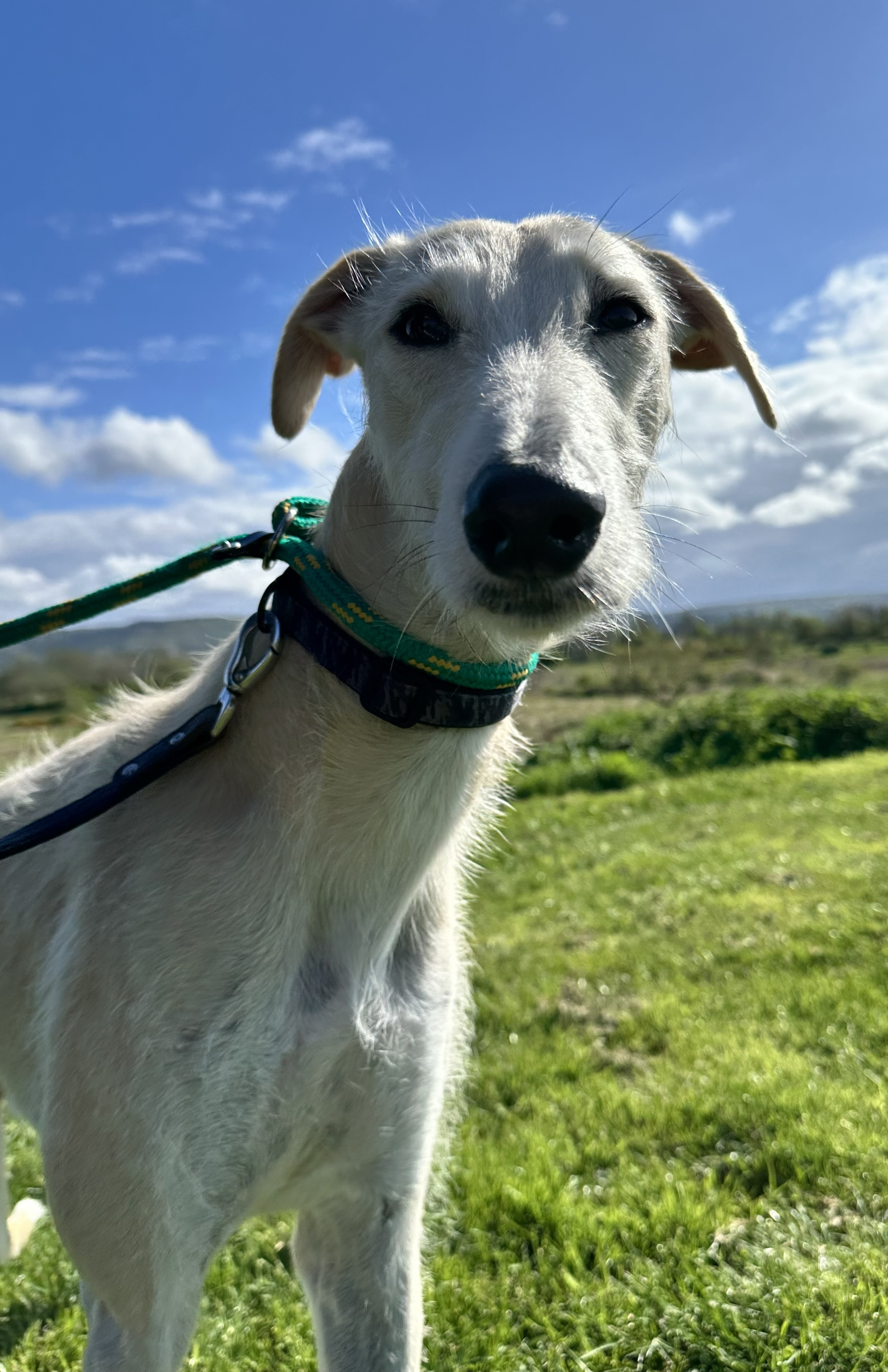 Duke, a 4 years old male Lurcher available for adoption from Maxis Mates in North Yorkshire